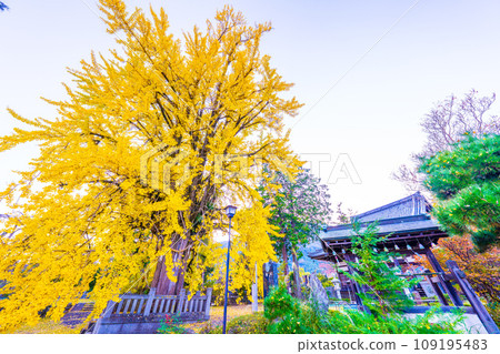 Okachiki ginkgo in Honkoku-ji Okachiki ginkgo in Honkoku-ji 109195483