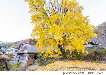 Yagisawa's Ohatsuki ginkgo 109195524