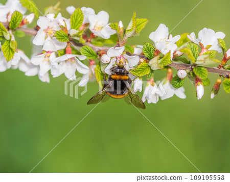 Bumblebee insect on white blooming cherry blossom. Bumblebee insect. The family of bees. Blossoming of whiskey. White flower. The Cherry Orchard. Pollination of trees. 109195558