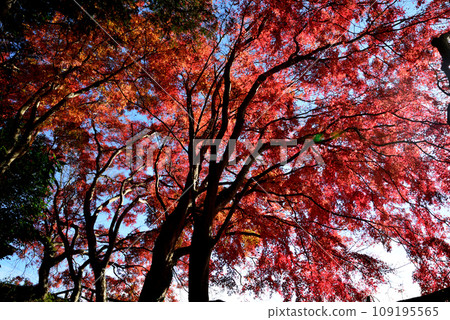 觀音山的紅葉 2022-11-24 #4 觀音山的紅葉 2022-11-24 #4 109195565