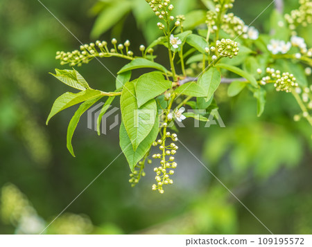 Bird cherry begins to bloom in May Bird cherry begins to bloom in May 109195572