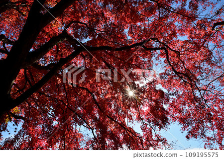 觀音山的紅葉 2022-11-24 #10 109195575