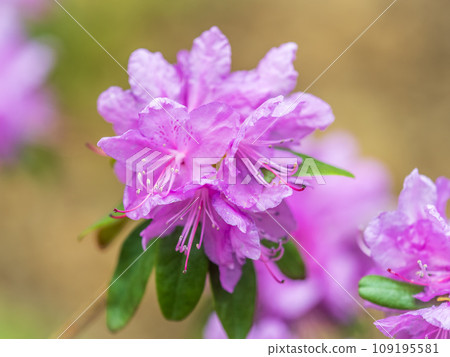Pink flowers of Siberian rhododendron copy space. Rhododendron dauricum. Spring flowering of Altai rhododendron. Pink flowers of Siberian rhododendron copy space. Rhododendron dauricum. Spring flowering of Altai rhododendron. 109195581