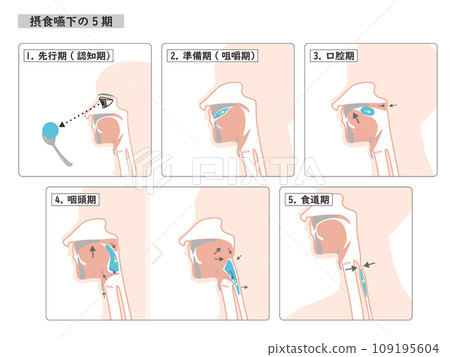 Simple illustration of the 5 stages of swallowing 109195604