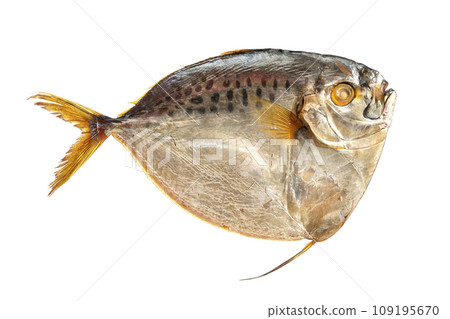 Selene salt water smoked fish on a white background Selene salt water smoked fish on a white background 109195670