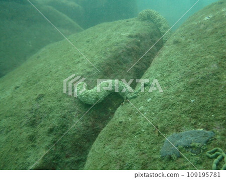 Tiger sea cucumber riding on a rock Tiger sea cucumber riding on a rock 109195781