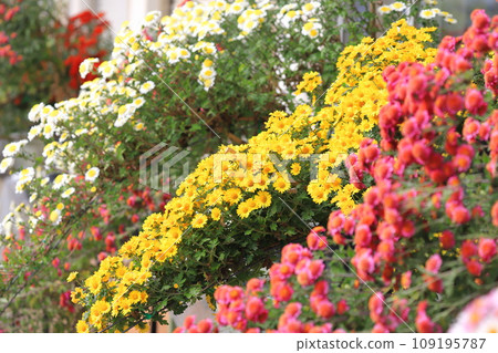 懸崖上的菊花 懸崖上的菊花 109195787