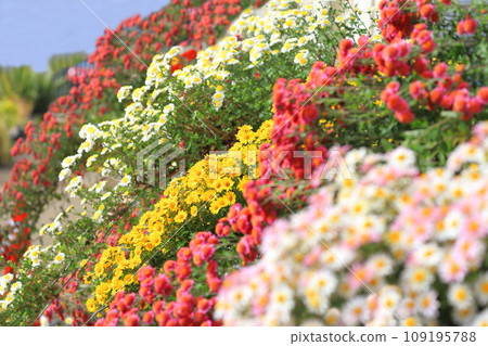 懸崖上的菊花 109195788