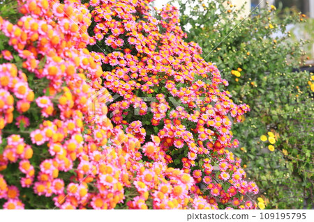 Chrysanthemum flowers made on a cliff 109195795
