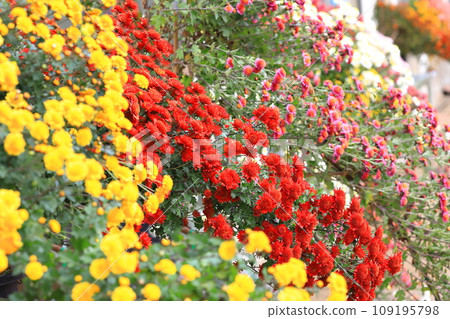 Chrysanthemum flowers made on a cliff 109195798