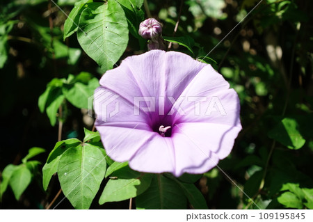 Morning glory Morning glory 109195845