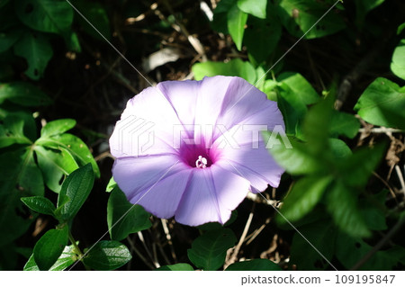 牽牛花 109195847