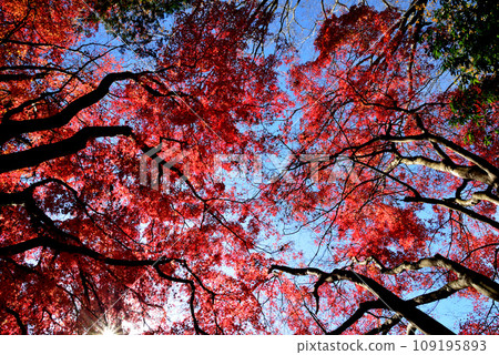 觀音山的紅葉 2022-11-24 #11 觀音山的紅葉 2022-11-24 #11 109195893