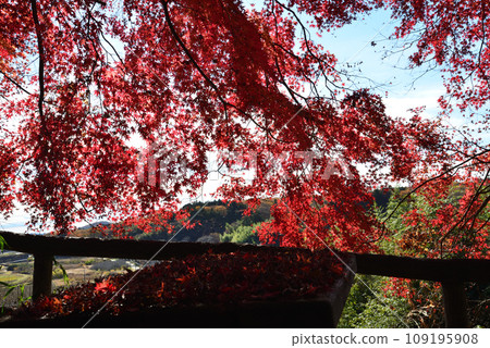 Autumn leaves of Mt. Kannon 2022-11-24 #16 Autumn leaves of Mt. Kannon 2022-11-24 #16 109195908