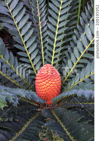 Cycadaceae is a cycadaceous plant [Cycadaceae] 109195952