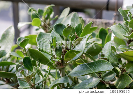 Milmecodia, a plant that coexists with ants [Rubiaceae] 109195955