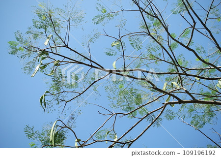 Poinciana Poinciana 109196192