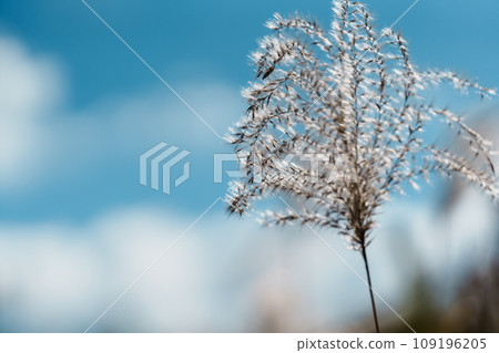 Susuki在藍天閃耀 Susuki在藍天閃耀 109196205