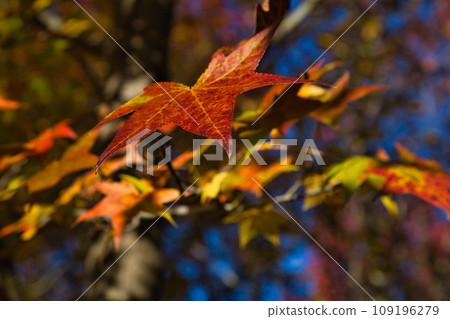 Autumn foliage clasp Autumn foliage clasp 109196279