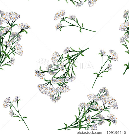 Achillea millefolium medicinal plant watercolor seamless pattern isolated on white background. Yarrow white flower painted. Useful herb milfoil hand drawn. Design for textile, package, fabric 109196340