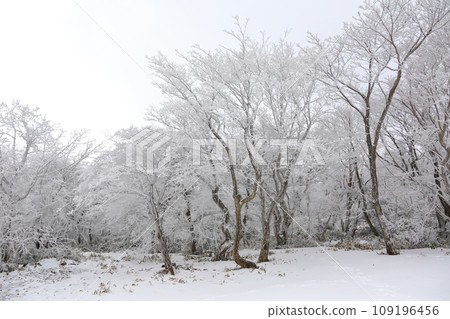 This is a winter landscape of 1100 Hill Wetland, a famous tourist attraction in Jeju Island, South Korea. 109196456