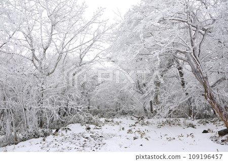 This is a winter landscape of 1100 Hill Wetland, a famous tourist attraction in Jeju Island, South Korea. 109196457