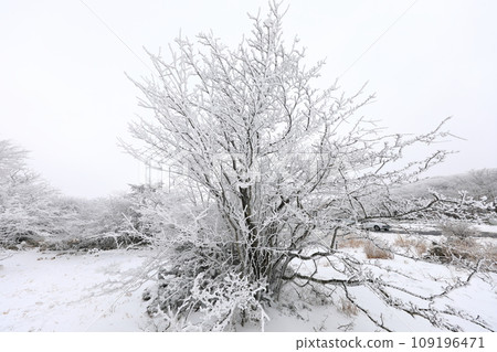 This is a winter landscape of 1100 Hill Wetland, a famous tourist attraction in Jeju Island, South Korea. 109196471
