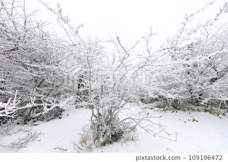 This is a winter landscape of 1100 Hill Wetland, a famous tourist attraction in Jeju Island, South Korea. 109196472