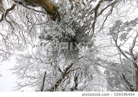This is a winter landscape of 1100 Hill Wetland, a famous tourist attraction in Jeju Island, South Korea. 109196484