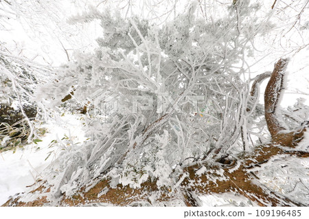 This is a winter landscape of 1100 Hill Wetland, a famous tourist attraction in Jeju Island, South Korea. 109196485