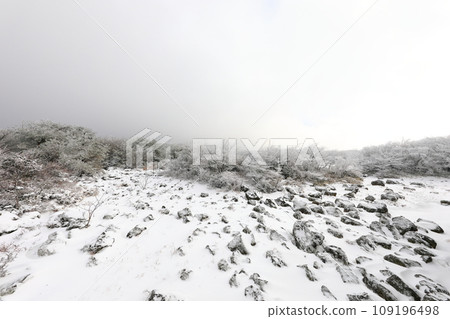 This is a winter landscape of 1100 Hill Wetland, a famous tourist attraction in Jeju Island, South Korea. 109196498