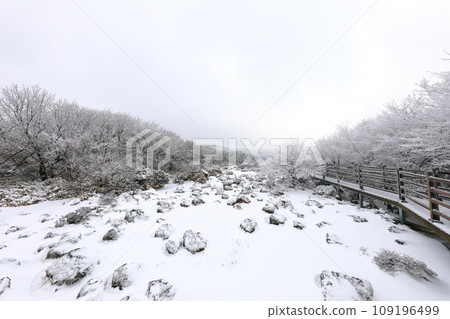 This is a winter landscape of 1100 Hill Wetland, a famous tourist attraction in Jeju Island, South Korea. 109196499
