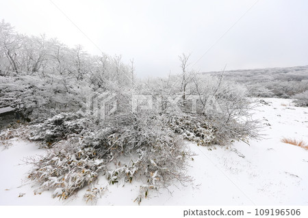 This is a winter landscape of 1100 Hill Wetland, a famous tourist attraction in Jeju Island, South Korea. 109196506