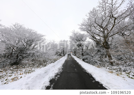This is a winter landscape of 1100 Hill Wetland, a famous tourist attraction in Jeju Island, South Korea. This is a winter landscape of 1100 Hill Wetland, a famous tourist attraction in Jeju Island, South Korea. 109196520