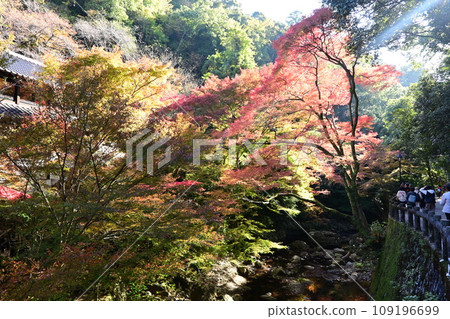 Autumn leaves in the valley Autumn leaves in the valley 109196699