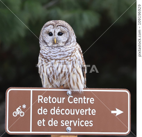 Barred Owl standing on a brown information plate with green background in Mont Saint Bruno, Quebec, Canada 109196929