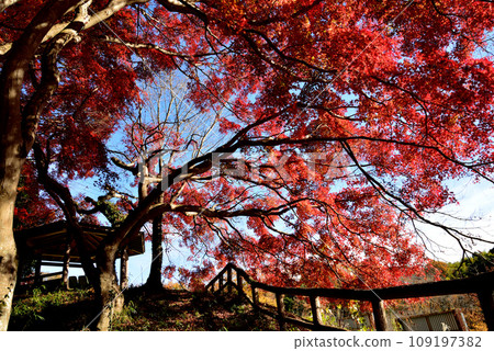 觀音山的紅葉 2022-11-24 #26 109197382