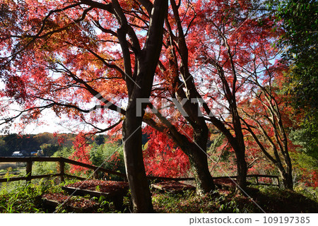 觀音山的紅葉 2022-11-24 #28 109197385