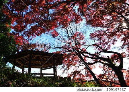 觀音山的紅葉 2022-11-24 #29 觀音山的紅葉 2022-11-24 #29 109197387