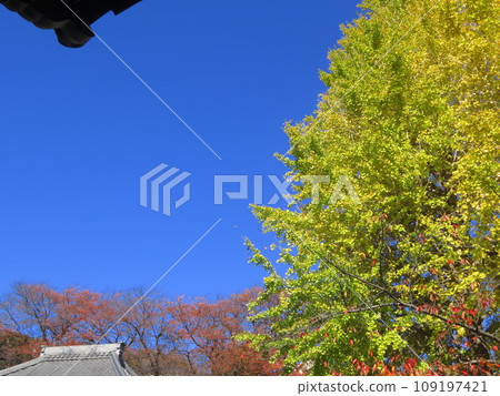 Ginkgo billy in the blue sky Ginkgo billy in the blue sky 109197421