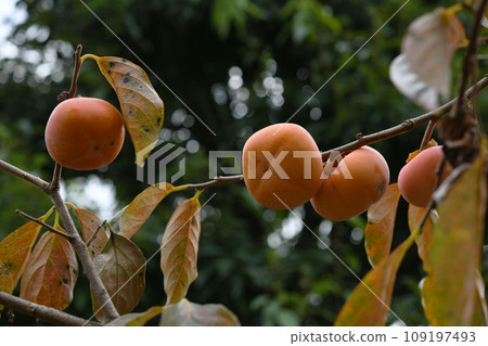 Persimmon nuts Persimmon nuts 109197493