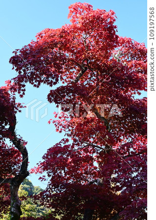 一棵大楓樹變成鮮紅色 109197568