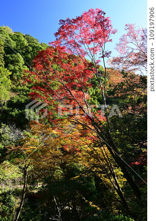 紅楓葉映襯藍天 紅楓葉映襯藍天 109197906