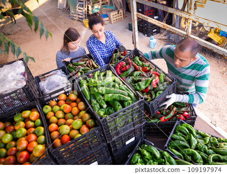 Man and woman load boxes of ripe bell peppers into the back of truck Man and woman load boxes of ripe bell peppers into the back of truck 109197974