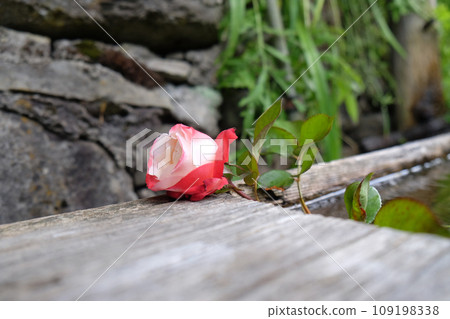 Red rose Red rose 109198338