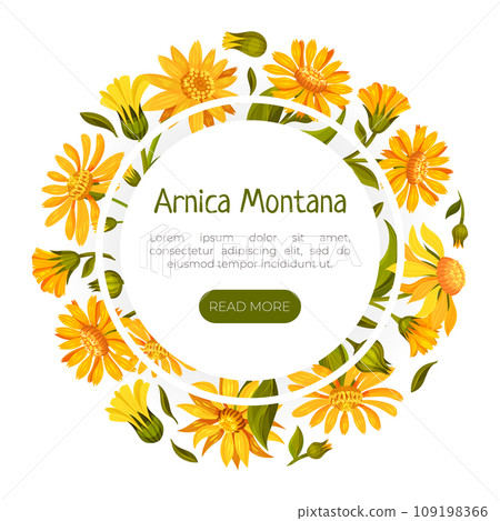 Arnica Herb Nature Banner Design with Meadow Flower Vector Template 109198366