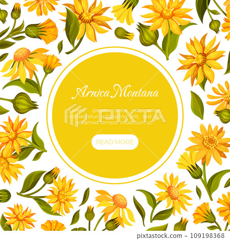 Arnica Herb Nature Banner Design with Meadow Flower Vector Template 109198368