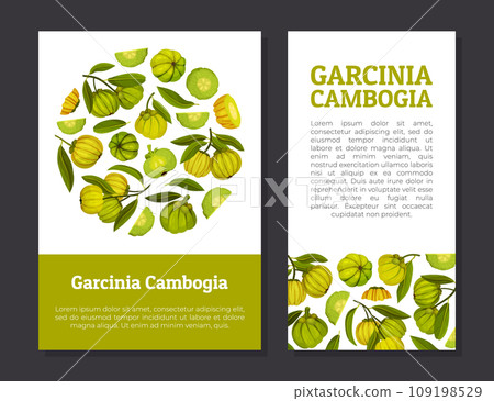 Garcinia Fruit Banner Design with Green Plant Vector Template Garcinia Fruit Banner Design with Green Plant Vector Template 109198529