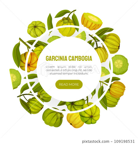 Garcinia Fruit Banner Design with Green Plant Vector Template 109198531