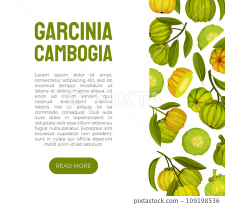 Garcinia Fruit Banner Design with Green Plant Vector Template Garcinia Fruit Banner Design with Green Plant Vector Template 109198536